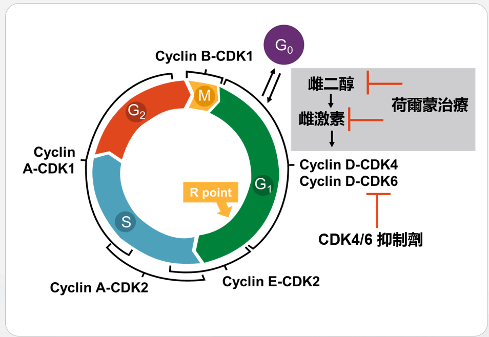 CDK4/6 抑制劑機制圖